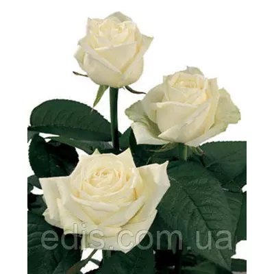 Троянда Маруся (Marusia) чайно-гібридна