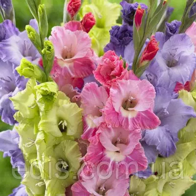 Набір гладіолусів Париж 7 цибулин/уп.
