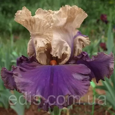 Ірис бородатий Air Of Mystery (Аїр Оф Містері)