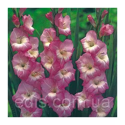 Гладіолус бамбіно Royal Dutch (2 квітконоса) 3 шт./уп.