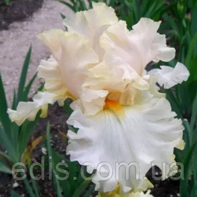 Ірис високий бородатий Charismatic (Харизматік)