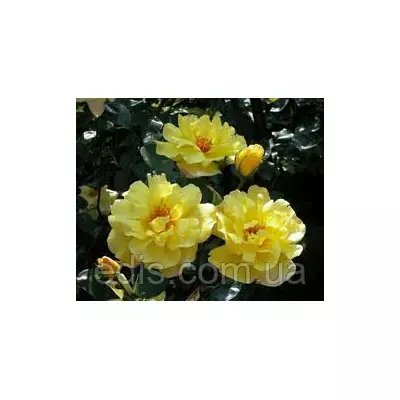 Троянда в'юнка Golden Showers (Голден Шоуерс)