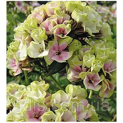 Флокс волотистий Sherbet Blend (Щербет Бленд) кореневище