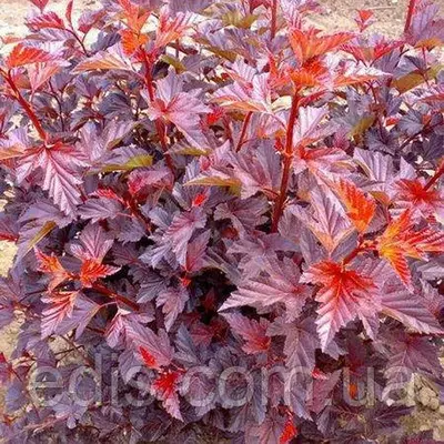 Пухироплідник калинолистий Schuch (Шух) у контейнері