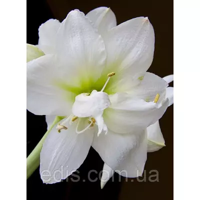 Гіппеаструм махровий White Nymph / Уайт Німф / 1 цибулина 24/26