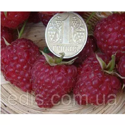 Малина ремонтантна Нантахала