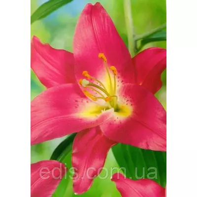 Лілія орієнтальна Canberra (Канберра) 1 цибулина 12/14