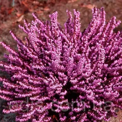 Еріка дарленская Darley Dale