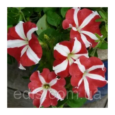 Петунія Крупноквіткова Зорепад суміш 0.015 г ТМ Яскрава