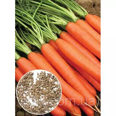 Морква Червоний велетень 100 г, вагове насіння Яскрава