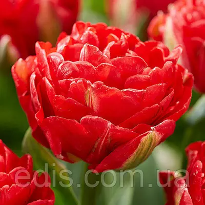 Тюльпан махровий Pamplona (Памплона) 3 цибулинки