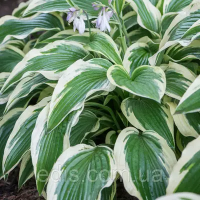 Хоста Moerheim контейнер, 1 розетка