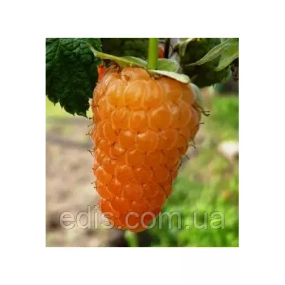 Малина ремонтантна Помаранчеве Диво