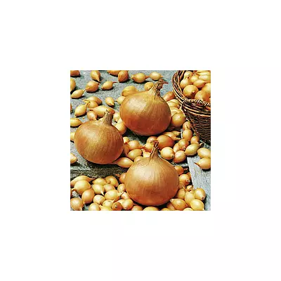 Цибулю севок Стурон 8/16 (середньоранній) 0.5 кг