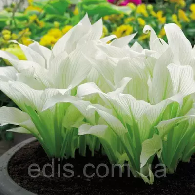 Хоста White Feather (Уайт Фезе) контейнері 2 л.