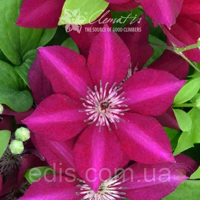 Клематис Perida (Перида), P9