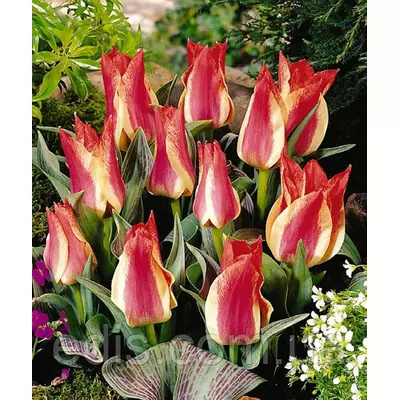 Тюльпан гібрид Грейга Playsir (Плейзир) 3 цибулинки