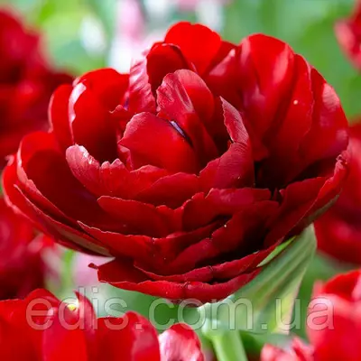 Тюльпан махровий Red Baby Doll (Ред Бейбі Дол) 3 цибулинки