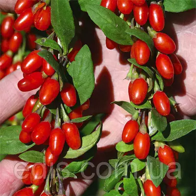 Ягоди Годжі New Big (Нью Біг) у контейнері