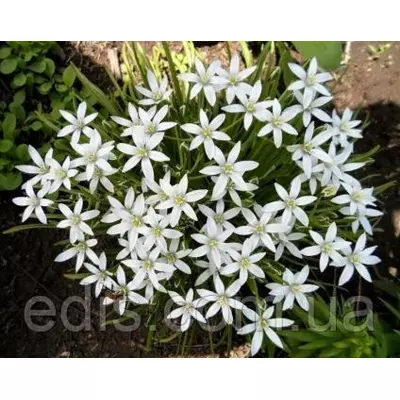 Рястка парасолькова (Ornithogalum / Птицемлечник) 2 цибулини