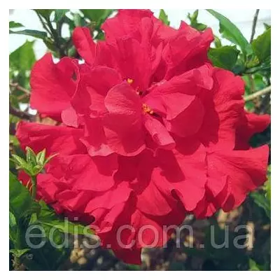 Живець Гібіскус китайський червоний махровий, свіжозріз 3-4 міжвузля