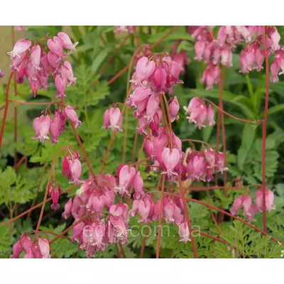 Дицентра формоза Лакжориэнт (Luxuriant) контейнер Р9