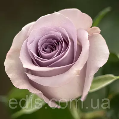 Роза Оушен Сонг (Ocean Song) чайно-гібридна