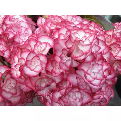 Гортензія Miss Saori /You & Me (Міс Саорі) у контейнері