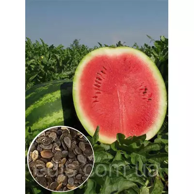 Кавун Продюсер 100 г, насіння Яскрава
