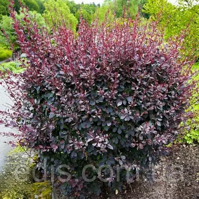 Барбарис оттавский Silver Miles у контейнері