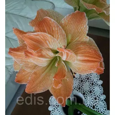 Гіппеаструм махровий Exotic Nymph (Екзотик Німф) 1 цибулина 24/26 + ( подарункова упаковка )