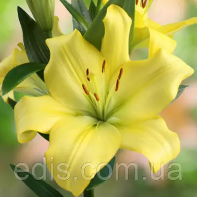 Лилия LA гибрид Yellow miracle (Еллоу миракл) 1 луковица 12/14