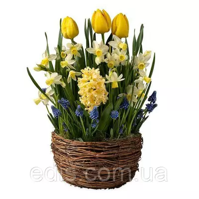 Арт-набір Світанок (тюльпани, нарциси, гіацинт, мускарі), 12 цибулин
