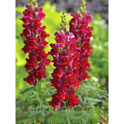 Левовий зев (Ротики) Червоний высокорослий, 0,2 г, насіння Яскрава