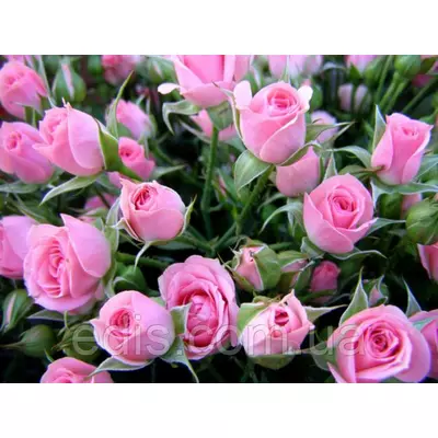 Троянда Спрей Лінда