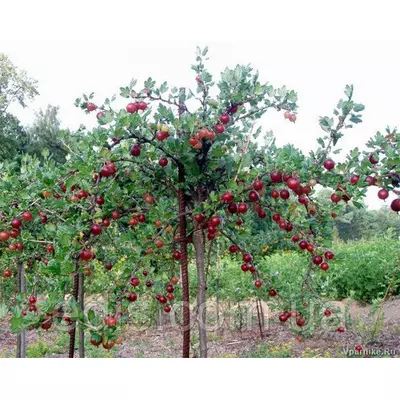 Агрус Каптіватор штамб (пізній)