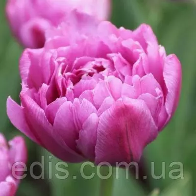 Тюльпан махровий ранній Margarita (Маргарита) 3 цибулини