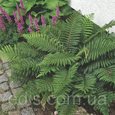 Папороть Dahlem у контейнері