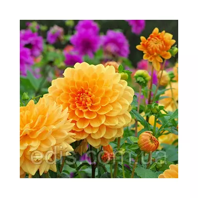 Жоржини махрові високі суміш 0,3 г, насіння Яскрава