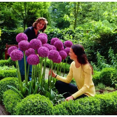 Алліум Giganteum фіолетовий (цибуля декоративна) 1 цибулина 16/18 (велика)