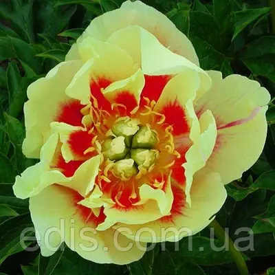 Півонія ІТО-гібрид Border Charm