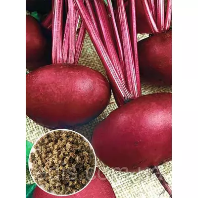 Буряк столовий Єгипетський Плаский 100 г, вагове насіння Яскрава