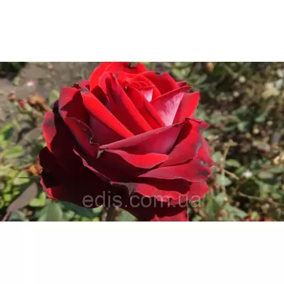 Троянда Госпель (Gospel) чайно-гібридна