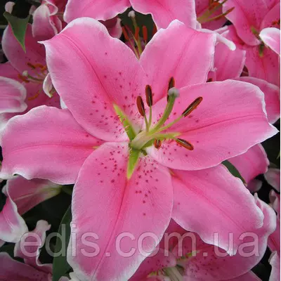 Лілія орієнтальна Sorbonne (Сорбонн) 1 цибулина 12/14