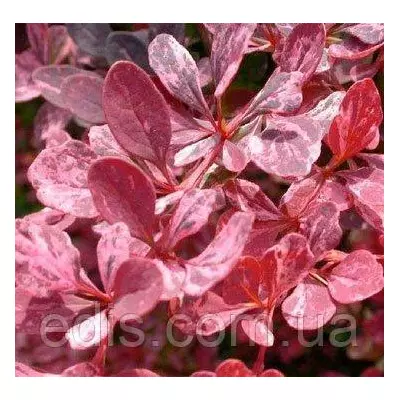 Барбарис Тунберга Rose Glow (Роуз Глоу) у контейнері