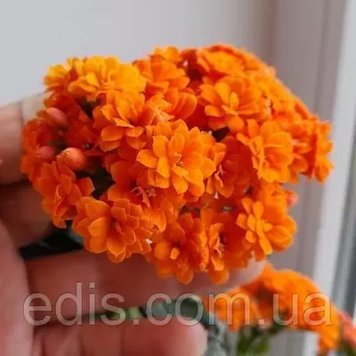 Каланхое Блоссфельда помаранчевий махровий, h=10-15 cм., горщик 0,2 л.
