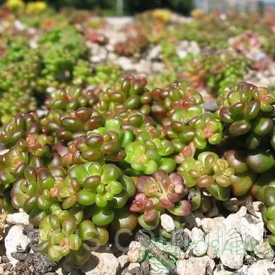 Очиток (седум) білий