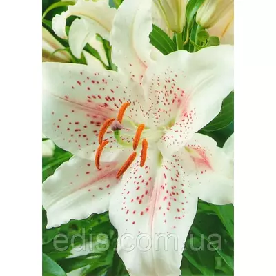 Лілія орієнтальна тигрова Muscadet (Мускадет) 1 цибулина 14/16