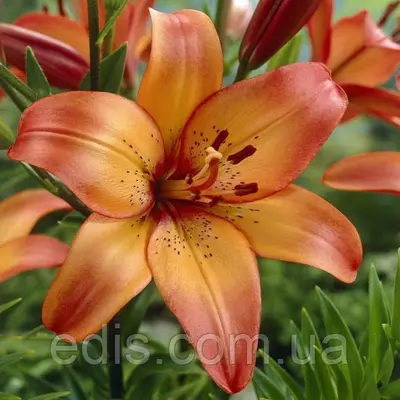 Лілія азіатська Sunset (Сансет) 1 цибулина 12/14