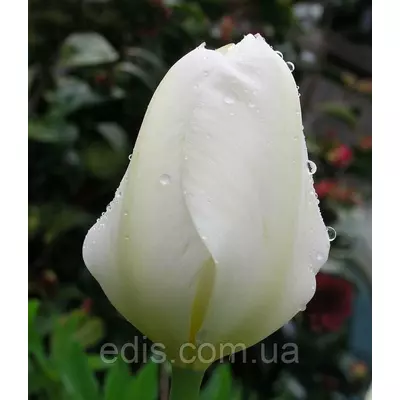 Тюльпан гібрид Фостера Purissima (Пуриссима) 3 цибулинки